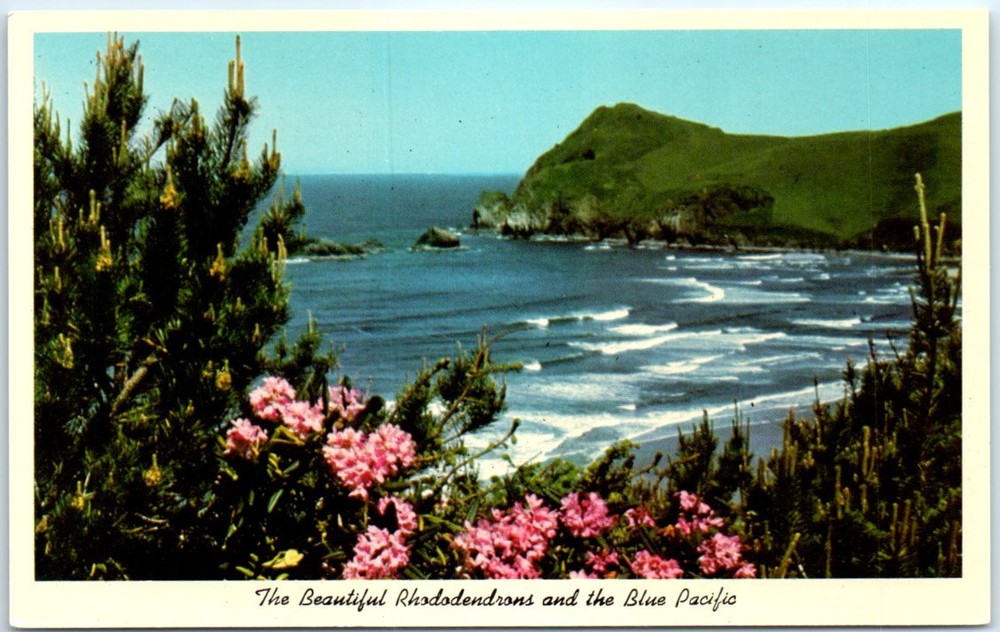 Postcard - The Beautiful Rhododendrons and the Blue Pacific - Oregon