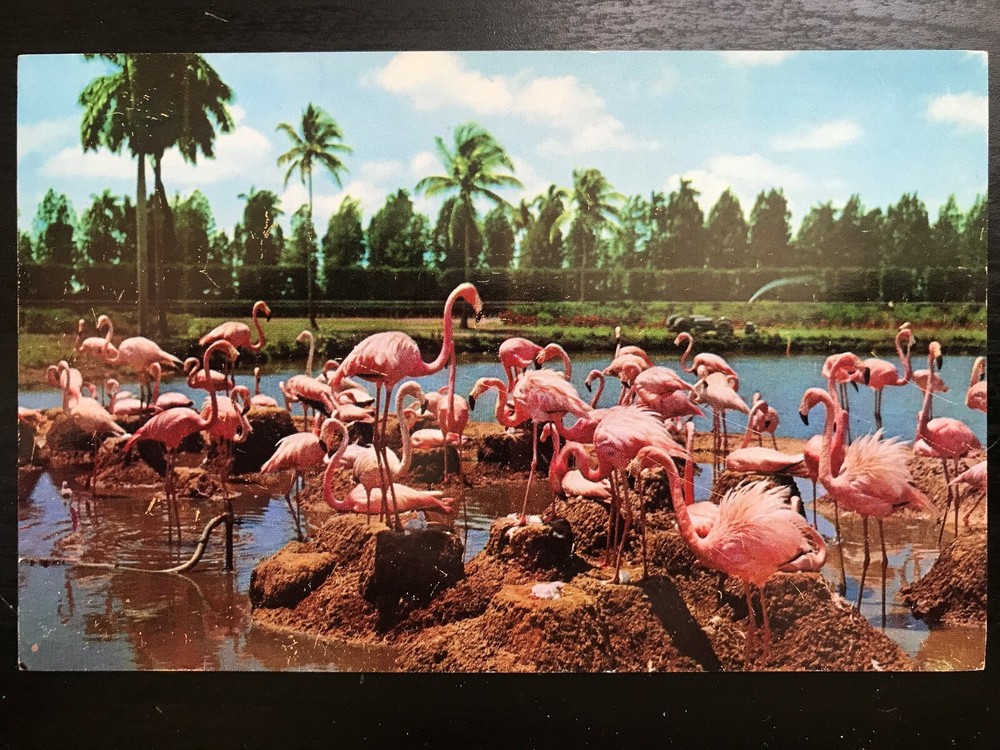 Vintage Postcard 1956 Flamingos Hialeah Racecourse Hialeah Florida (FL)