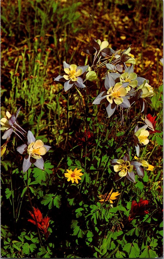 Dr Jim Stamps Postcard The Mountain Columbine Colorado State Flower Unposted