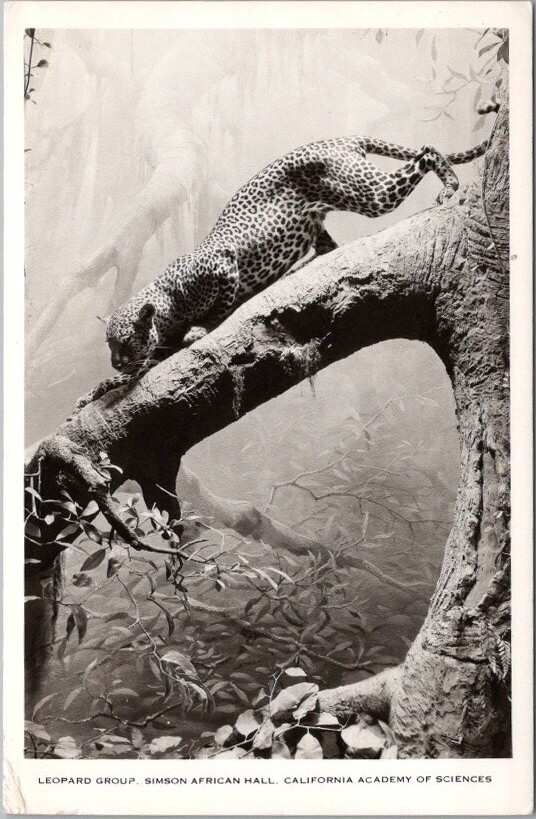 1940s CALIFORNIA ACADEMY OF SCIENCES San Francisco RPPC Postcard 