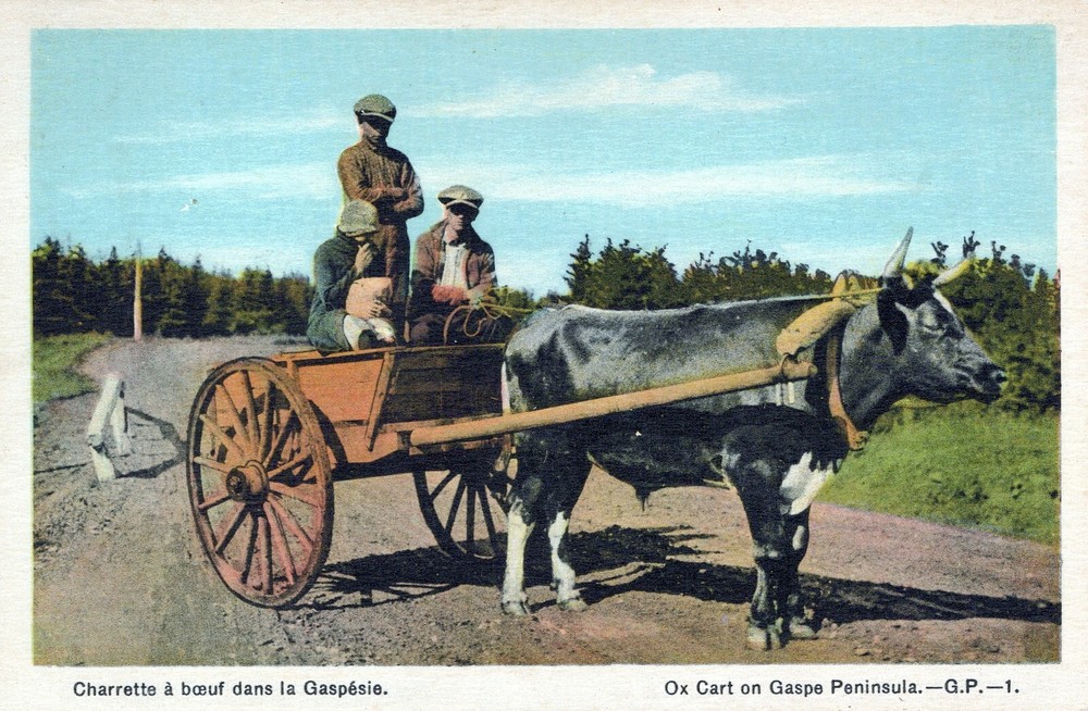 Ox Cart On Gaspe Peninsula Canada Postcard