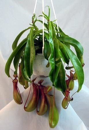 Tropical Pitcher Plant Nepenthes Live Carnivorous Exotic In 6