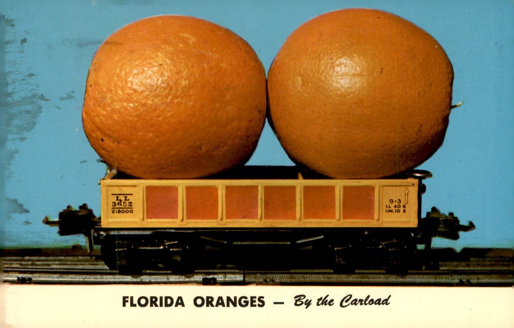 Florida Oranges, General Florida Scene, 1962 Postcard