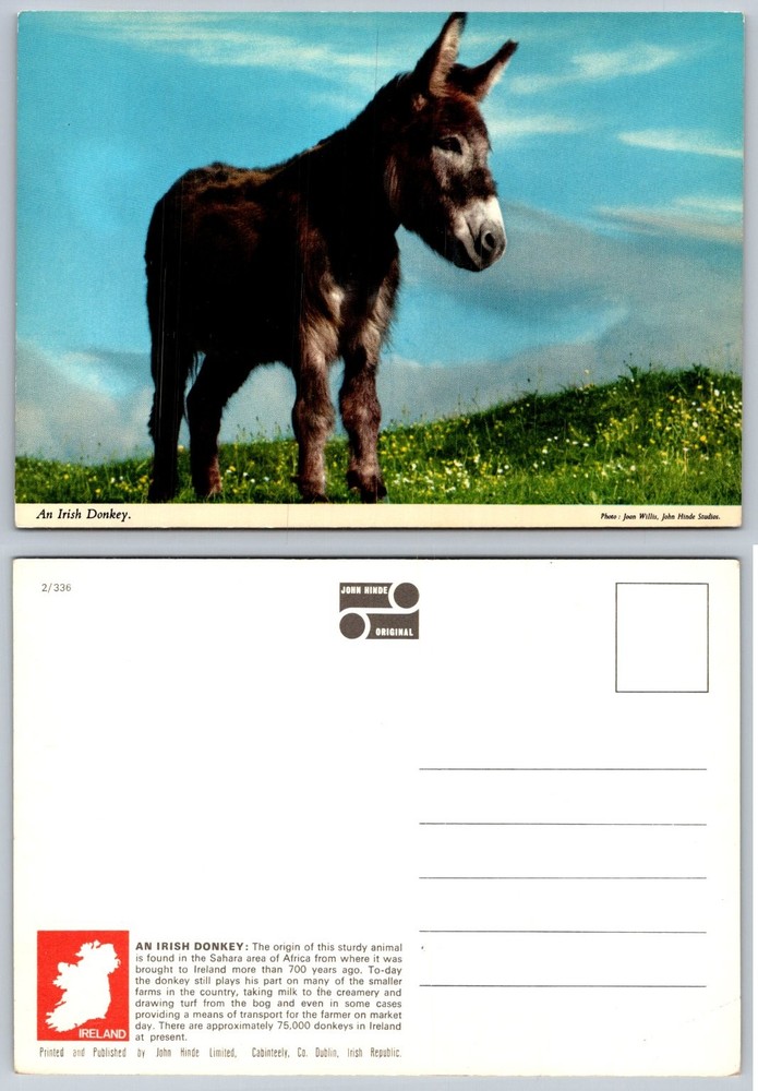 Vintage John Hinde Postcard: 