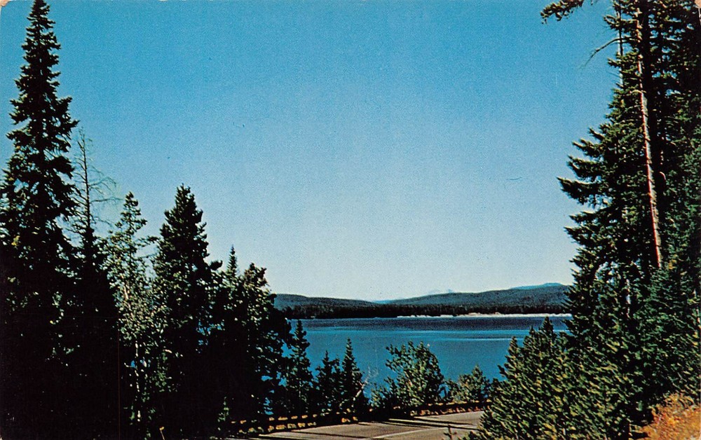 Yellowstone WY Wyoming Wildlife Sanctuary Lake Drive Highway Vtg Postcard O7