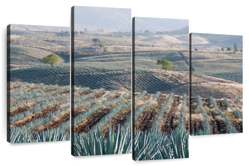 Tequila Jalisco Agave Field Wall Art