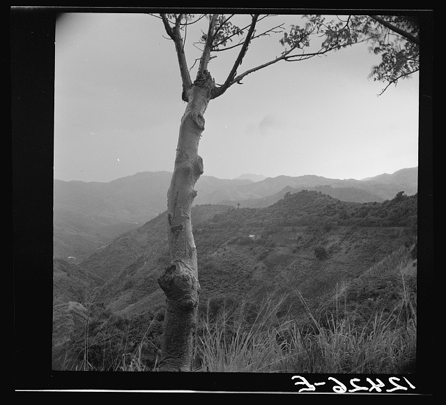 Photo:San Juan Ponce Puerto Rico 1938 Mountain Landscape Road View