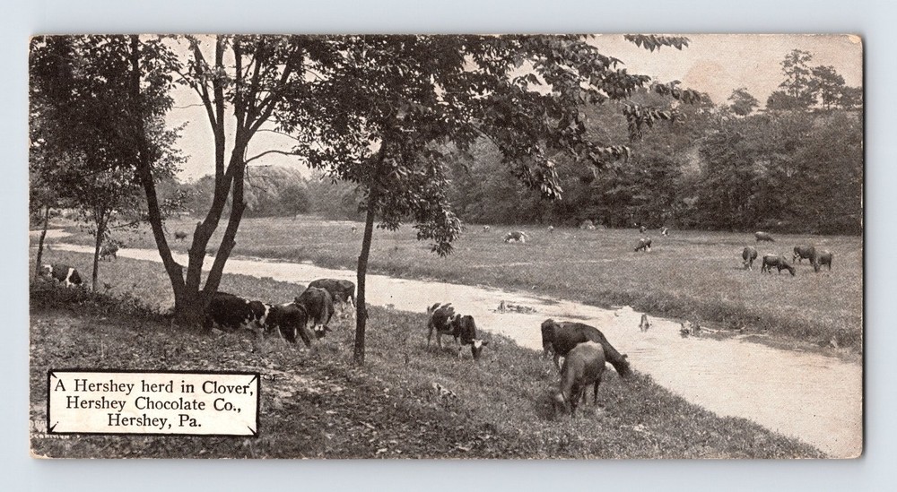 Vintage Hershey Herd Clover Lithograph Postcard, Hershey PA