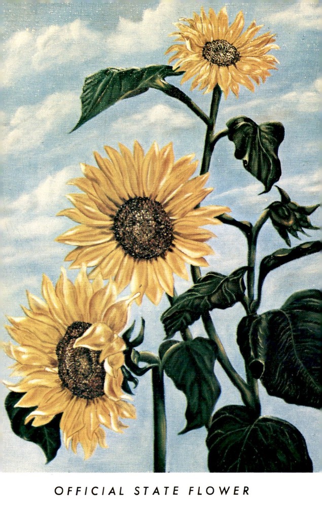Official State Flower of Kansas, 1903 Postcard