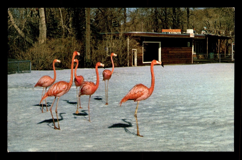 The Calgary Zoo Alberta Canada Flamingos South America Postcard Unp