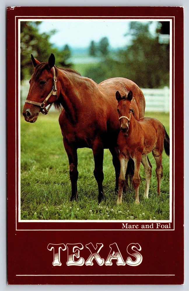 Animals~Mare & Foal In Pasture In Rectangle Texas~Vintage Postcard