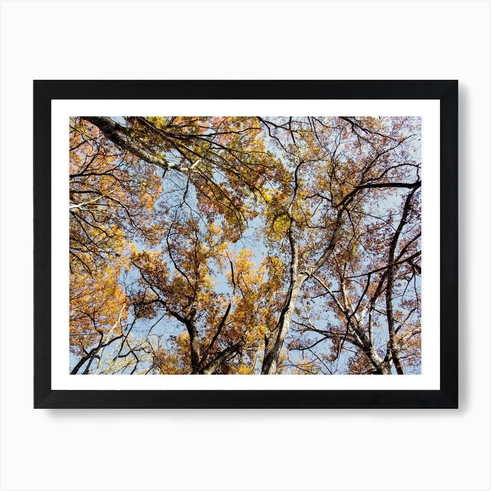 Framed Fall In The Trees Art Print Canvas Wall Decor Picture Poster  