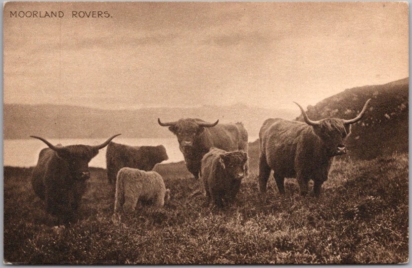 Vintage 1910s SCOTLAND / UK Animal Postcard 