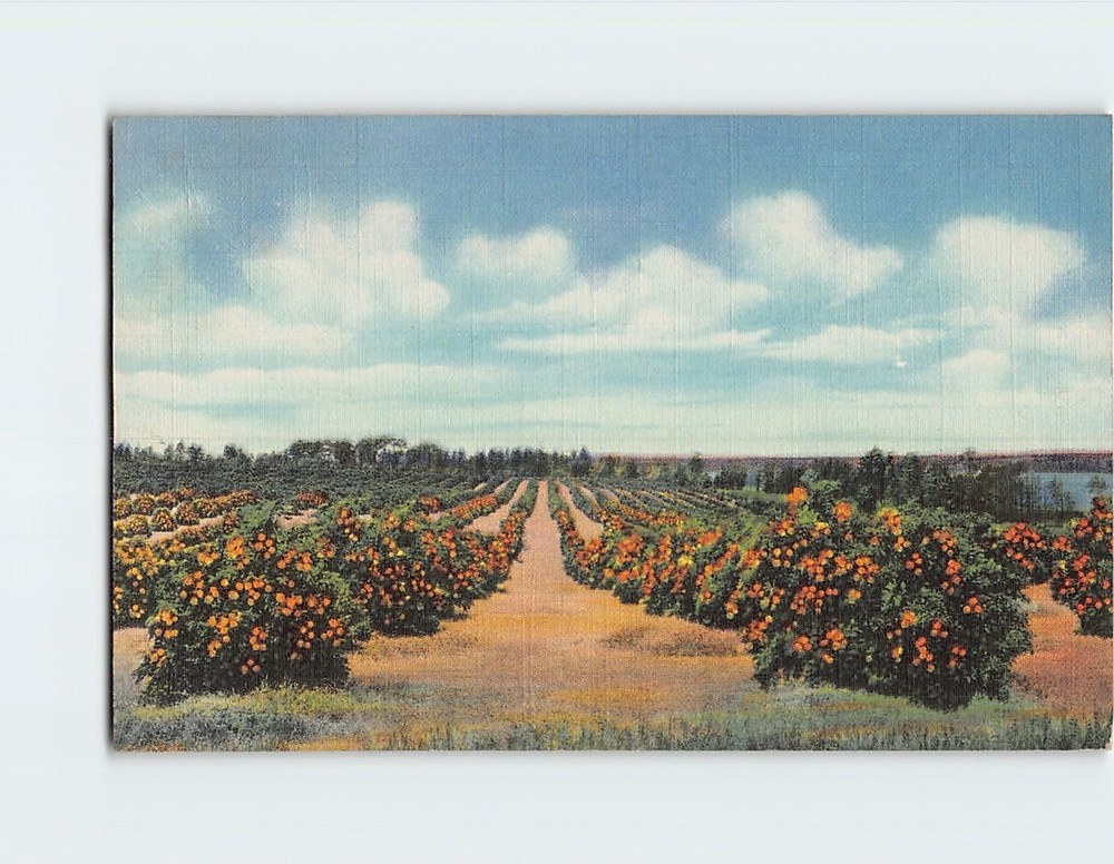 Postcard An Orange Grove In The Lake Region Florida USA