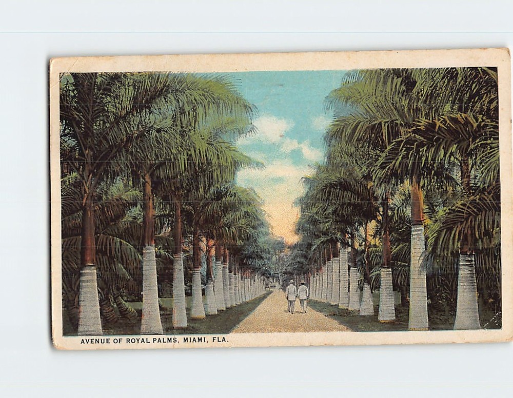 Postcard Avenue of Royal Palms Miami Florida USA