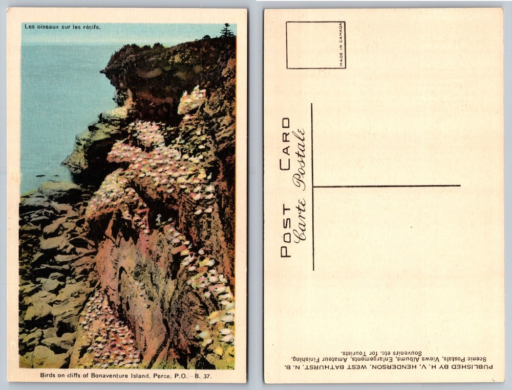 Birds On Cliffs Bonaventure Island Perce Postcard