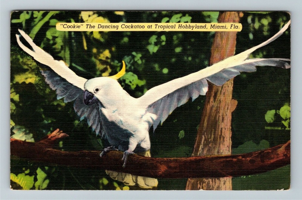 Miami FL-Florida, Cookie The Dancing Cockatoo, Hobbyland Vintage Postcard