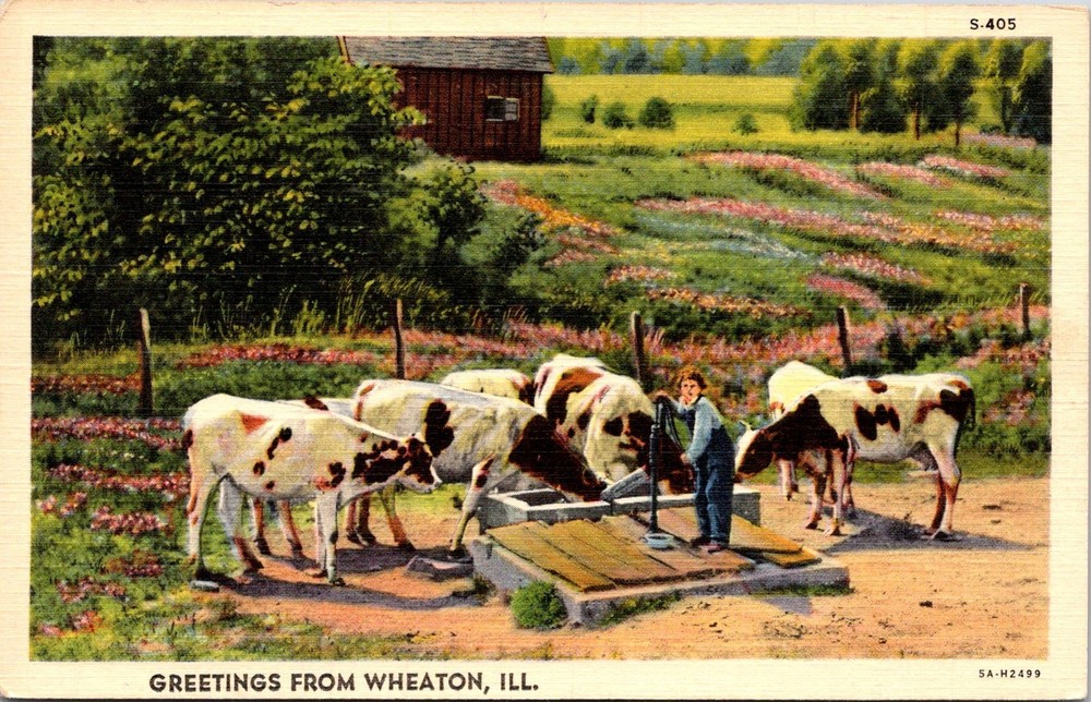 Dr Jim Stamps Postcard Greetings From Wheaton Illinois Linen