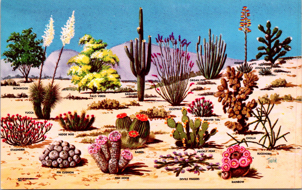 Vintage Postcard Cacti Desert Flora Great Southwest Arizona