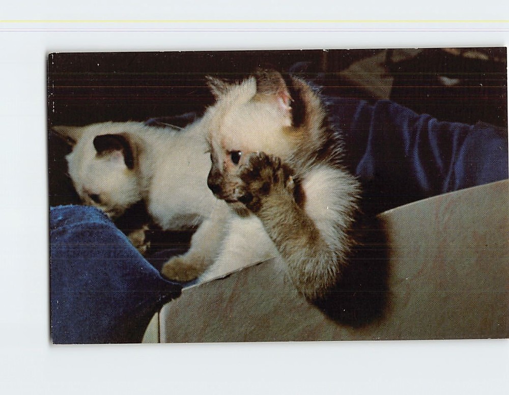 Postcard Two Cute Siamese Kittens