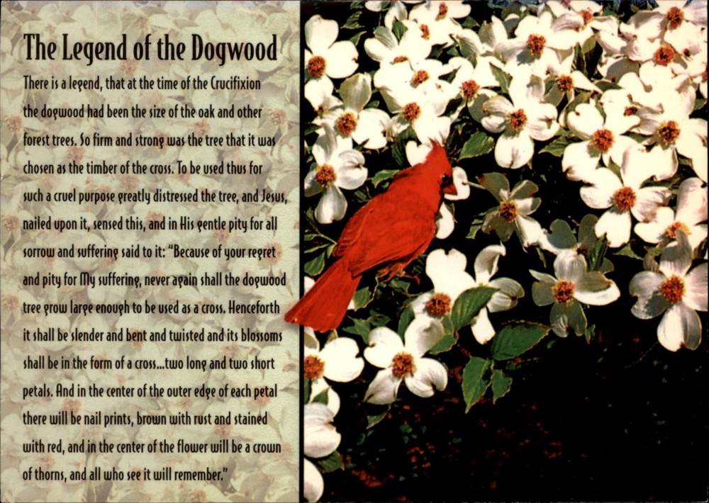 Dogwood Tree Legend North Carolina vintage postcard x361
