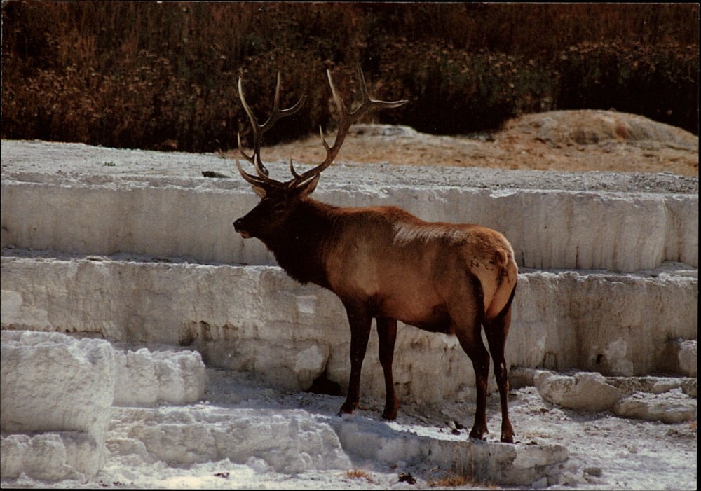 Yellowstone National Park Wyoming Bull Elk at Mammoth Hot Springs postcard