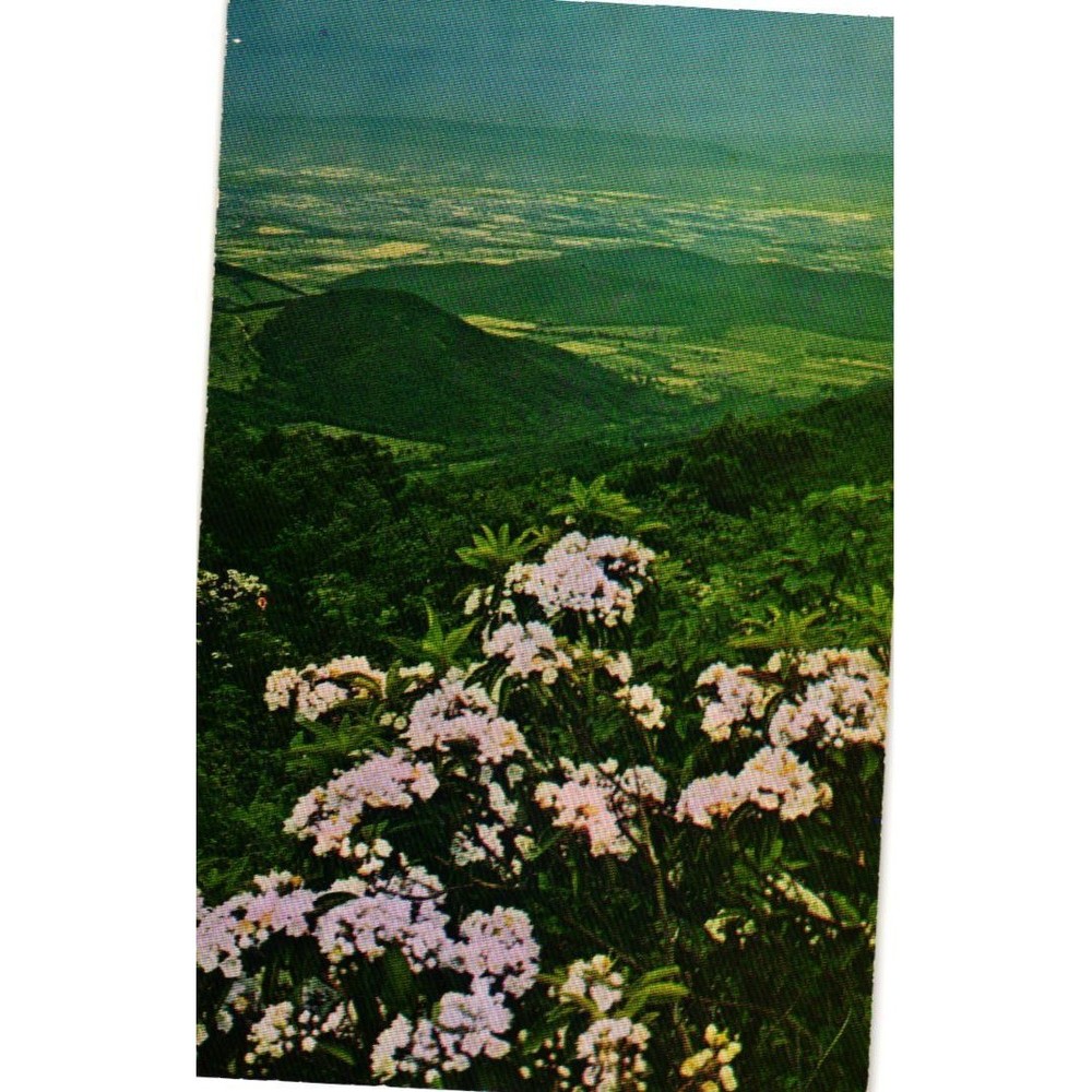 Vintage Skyline Drive Postcard Mountain Laurel Shenandoah Valley Virginia C4100