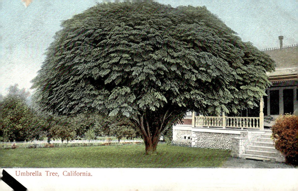 C1905 M. Rieder Los Angeles California Umbrella Tree Litho Postcard