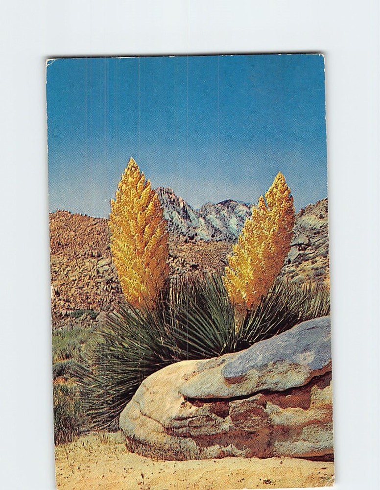 Postcard Parry Nolina Mojave Desert California USA