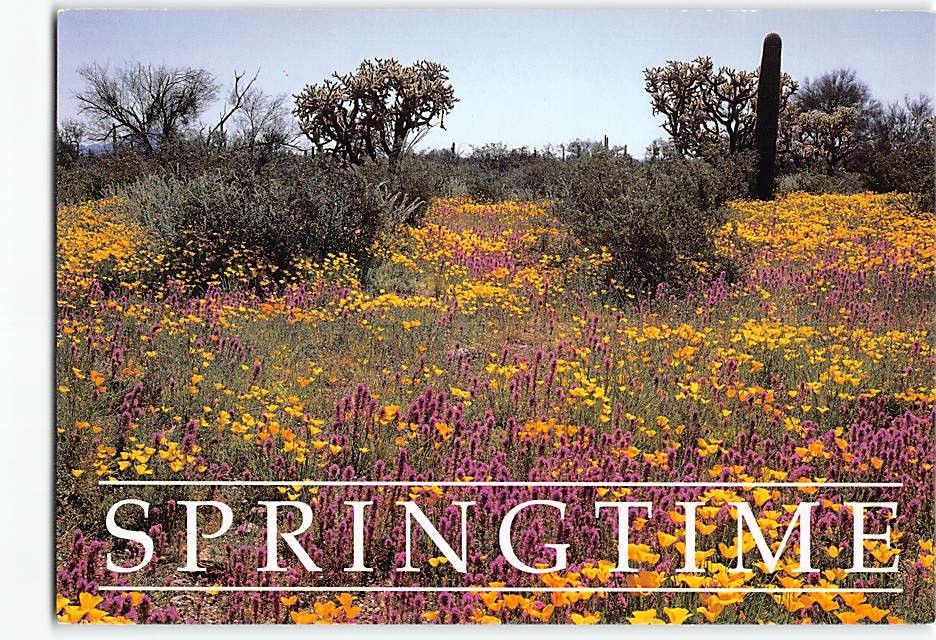 Postcard Springtime Desert In Bloom Southwest USA