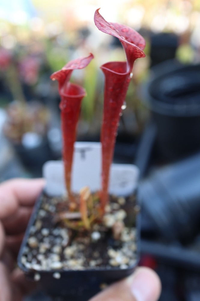 Sarracenia - 🔥🔥 Saurus x Waccamaw  🔥🔥 (T)