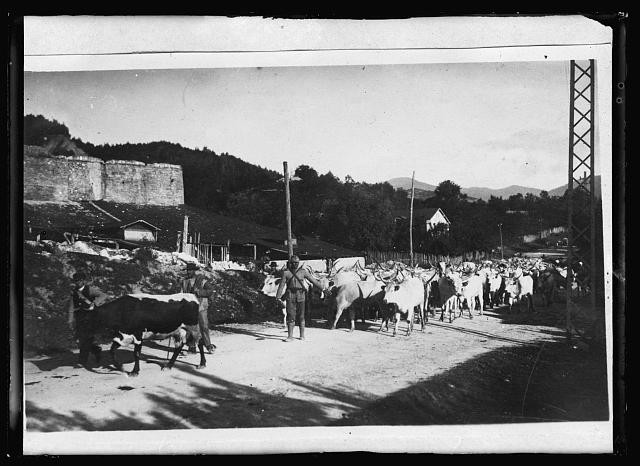 Photo:Hungary 1919 Cattle Drive Recovered from Roumania After Armistice