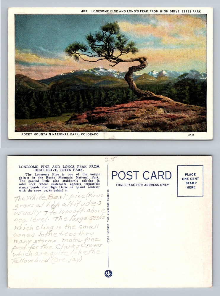 Estes Park, CO-Colorado, Lonesome Pine Longs Peak High Drive Vintage Postcard