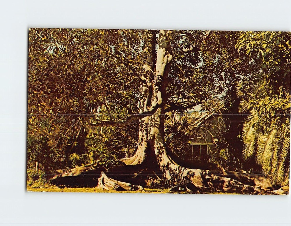 Postcard Moreton Bay Fig Edison Estate Fort Myers Florida USA