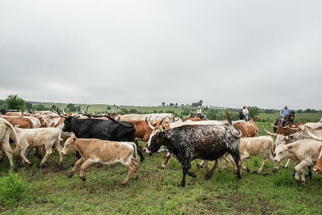 Chappell Hill Texas 2014 Longhorn Herd Drive Cowhands Lonesome Pine Ranch