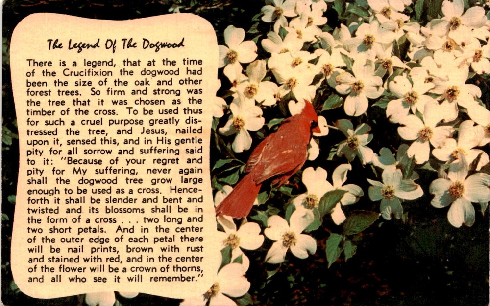 Dogwood Blossoms Cross Postcard Featuring Jesus Crucifixion Nail Prints Crown