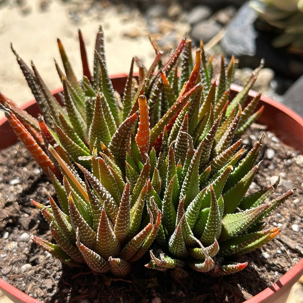 Haworthia fasciata 'Royal Albert'