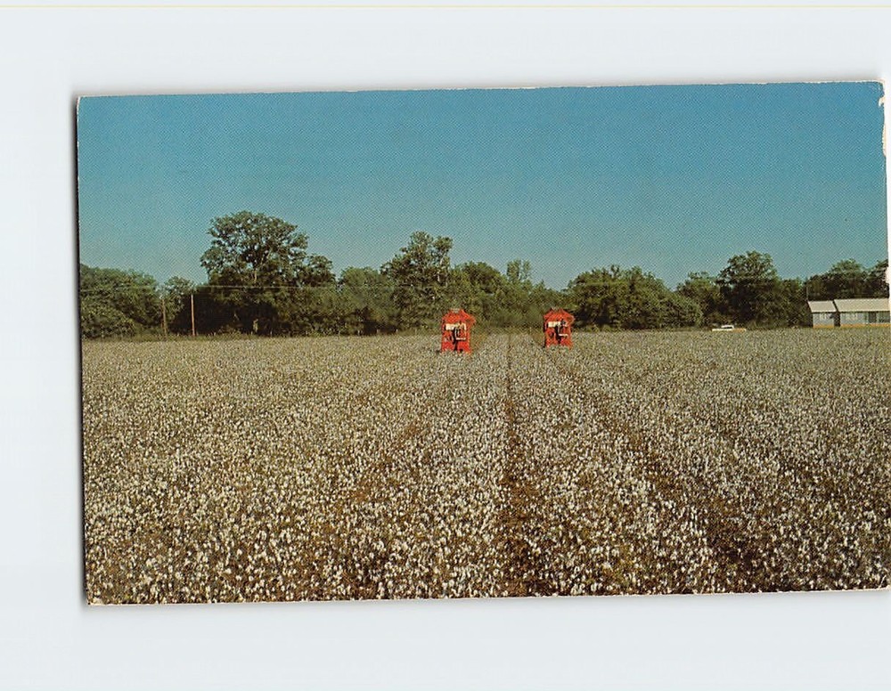 Postcard King Cotton South USA