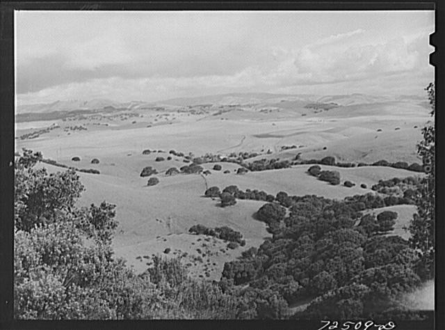 Photo:San Benito County California 1942 Foothills Cattle Sheep Grazing