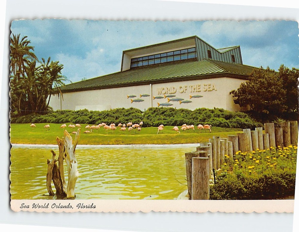 Postcard Flamingos Sea World Orlando Florida USA