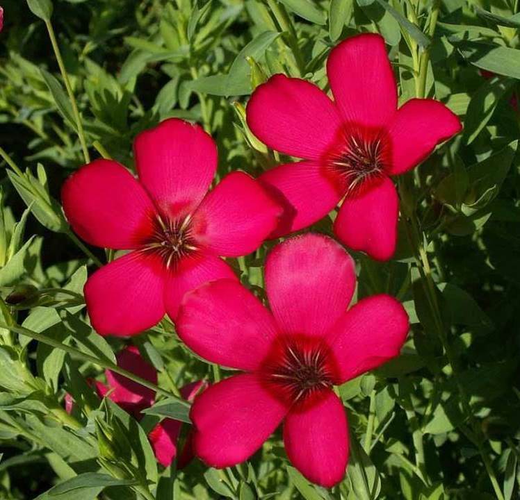 Scarlet Flax Flower Seeds - Linum grandiflorum -   B210