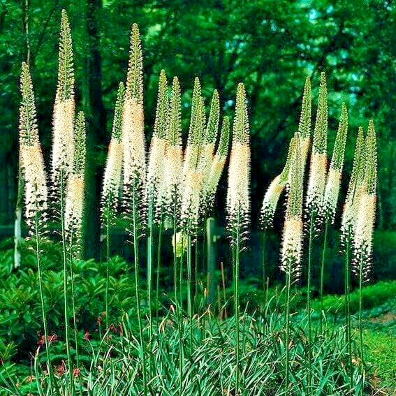 Foxtail lily  Mix color Flowering bulbs for Home & Garden ( Pack of 1 Bulbs )