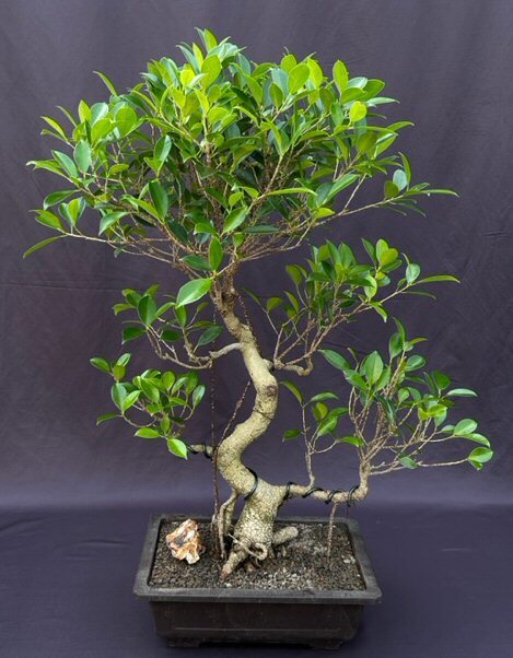 Ficus Retusa Bonsai Tree Live Banyan Fig Curved Trunk Tired Branching 28'' Tall