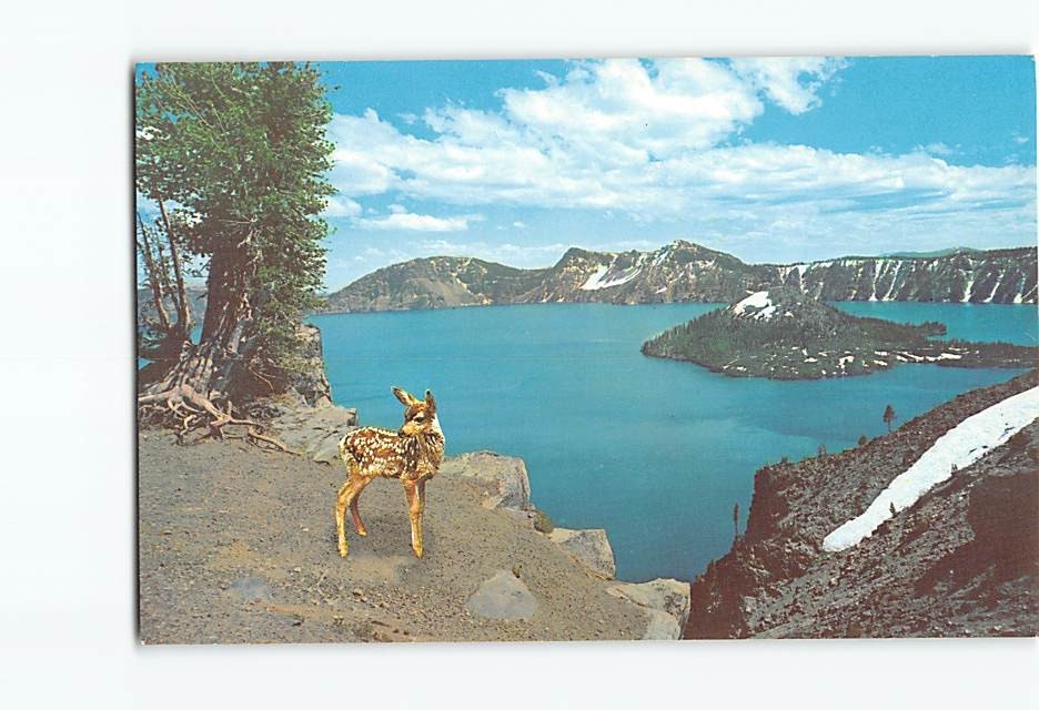 Postcard Deer at Crater Lake Wizard Island Oregon USA