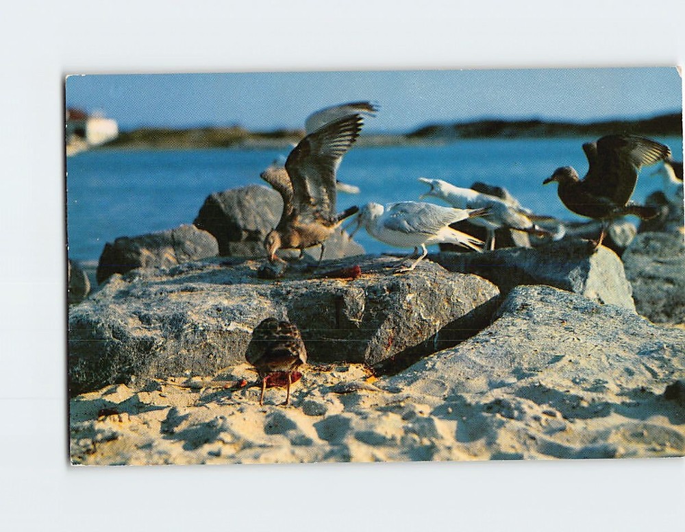 Postcard Maine Coast Sea Gulls