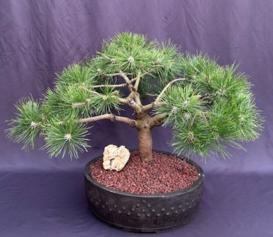 Pine Bonsai Tree Live Japanese Red Pinus Densiflora Low Glow Plant 22'' Tall