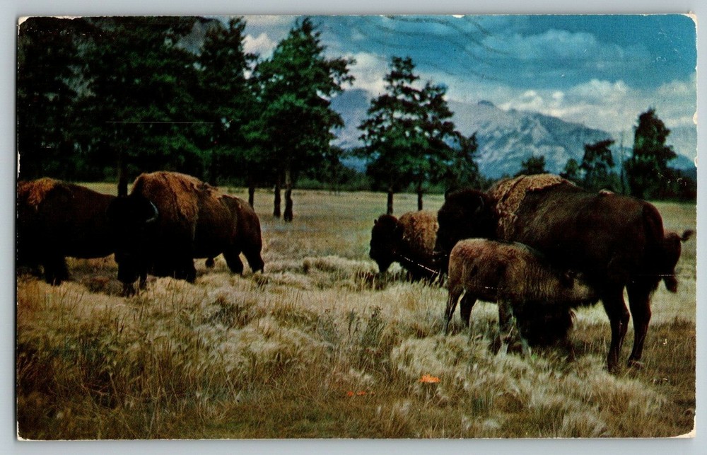 Buffalo Or Bison Herd Which Roamed The Old West Vtg Postcard