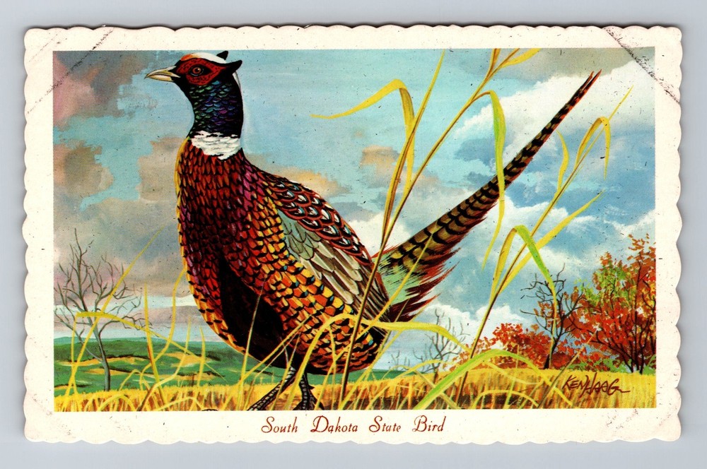 SD-South Dakota State Bird Chinese Ringneck Pheasant Vintage Postcard Old Post