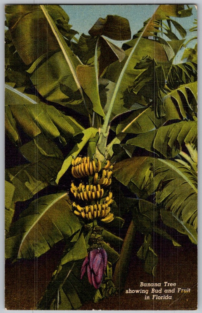 Vtg Linen Postcard Banana Tree Bud & Florida, US 1940s
