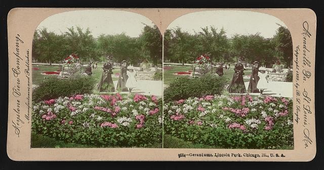 Chicago Illinois USA Lincoln Park Geraniums 1899 Garden Scene Stereo View